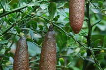 Chanh ngón tay có hương vị lạ giá 3,5 triệu đồng/kg