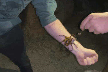 Thiếu hiểu biết du khách chơi đùa cùng sinh vật chứa nọc độc chết người