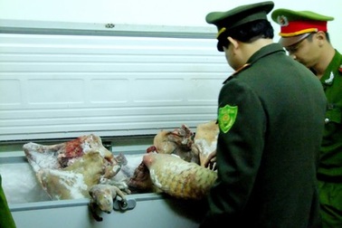 Trữ hơn nửa tấn thịt rừng để bán tết