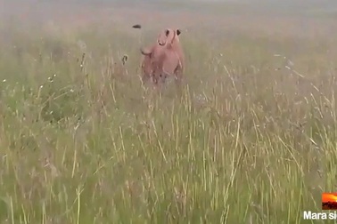 Sư tử bị trả giá đắt khi có ý định “xơi tái” hà mã