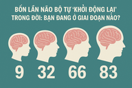 4 lần não bộ tự khởi động lại trong đời: Bạn đang ở giai đoạn nào?