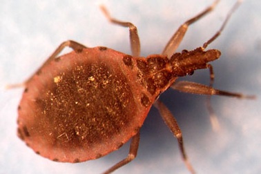 Bọ xít hút máu xuất hiện ở mọi nơi