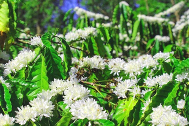 Xuân về ngắm "hoa tuyết” phủ trắng Tây Nguyên