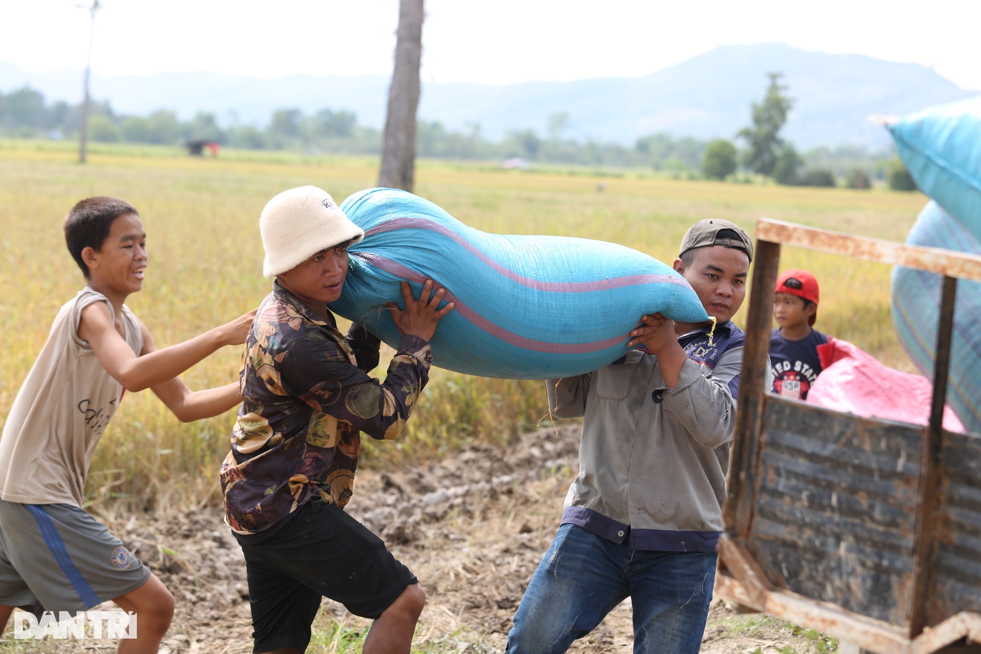 Ngày mùa của bà con Châu Mạ bên cánh đồng ven rừng Nam Cát Tiên - 9 Ngày mùa của bà con Châu Mạ bên cánh đồng ven rừng Nam Cát Tiên - 9