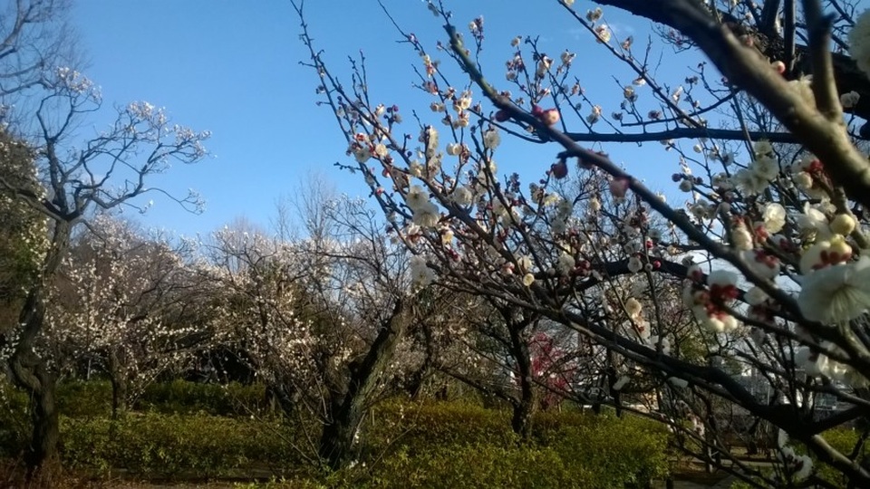 Dấu hiệu đầu tiên của mùa xuân về trong lễ hội hoa mơ Setagaya - 9 Dấu hiệu đầu tiên của mùa xuân về trong lễ hội hoa mơ Setagaya - 9