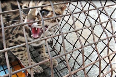 Tăng cường công tác quản lý, bảo vệ động vật hoang dã 