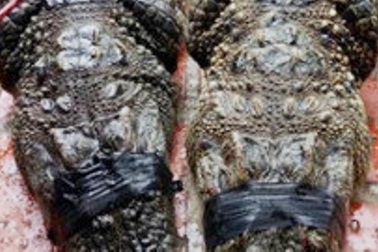 Phạt người tung tin "bắt được cá sấu 83 kg" 10 triệu đồng