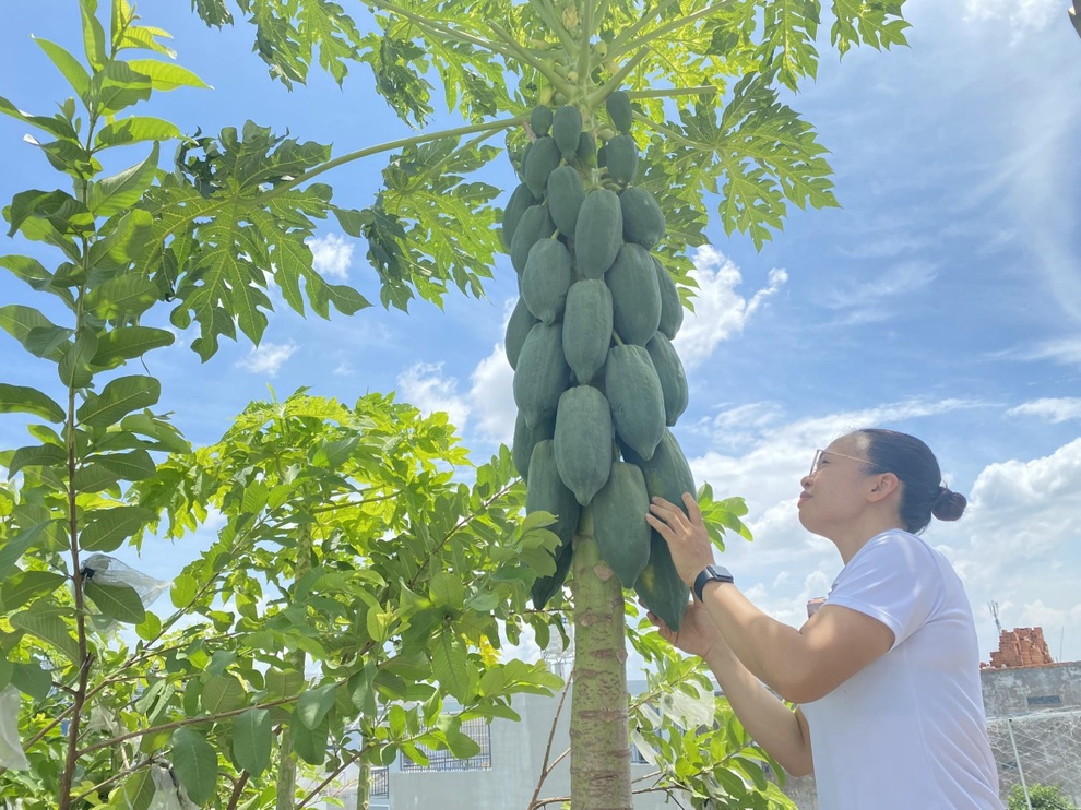 Khu vườn rau trái sum suê trên sân thượng, nhà phố tại TPHCM - 9 Khu vườn rau trái sum suê trên sân thượng, nhà phố tại TPHCM - 9