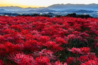 Cảnh sắc đẹp như tranh vẽ của mùa hoa bỉ ngạn nở đỏ rực trời Nhật Bản