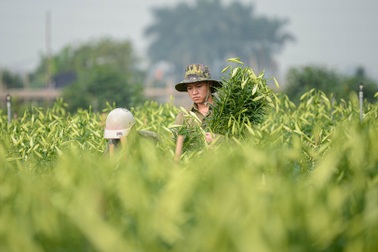 Thủ phủ "hoa của tháng tư" vào mùa chính vụ
