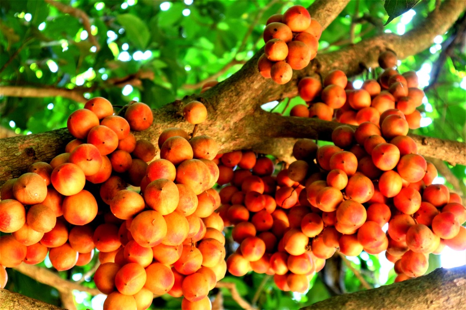 Du khách “lịm tim” với mùa dâu đất chín đỏ vùng trung du Quảng Nam - 6 Du khách “lịm tim” với mùa dâu đất chín đỏ vùng trung du Quảng Nam - 6
