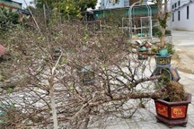 Đào, quất bị quật đổ la liệt; tiểu thương xót xa lo "mất Tết"