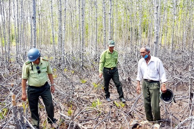 Rừng phòng hộ ven biển Sóc Trăng “kêu cứu”