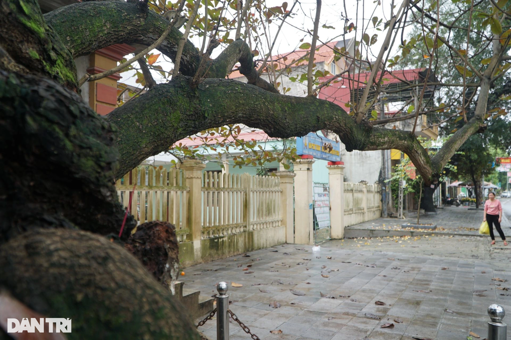 Cây bàng cổ thụ, hàng trăm năm tuổi có đường kính 4 người ôm không xuể - 7 Cây bàng cổ thụ, hàng trăm năm tuổi có đường kính 4 người ôm không xuể - 7