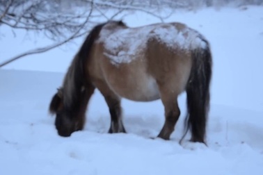 Những con ngựa quý của người Yakut tìm kiếm thức ăn trong lớp tuyết dày