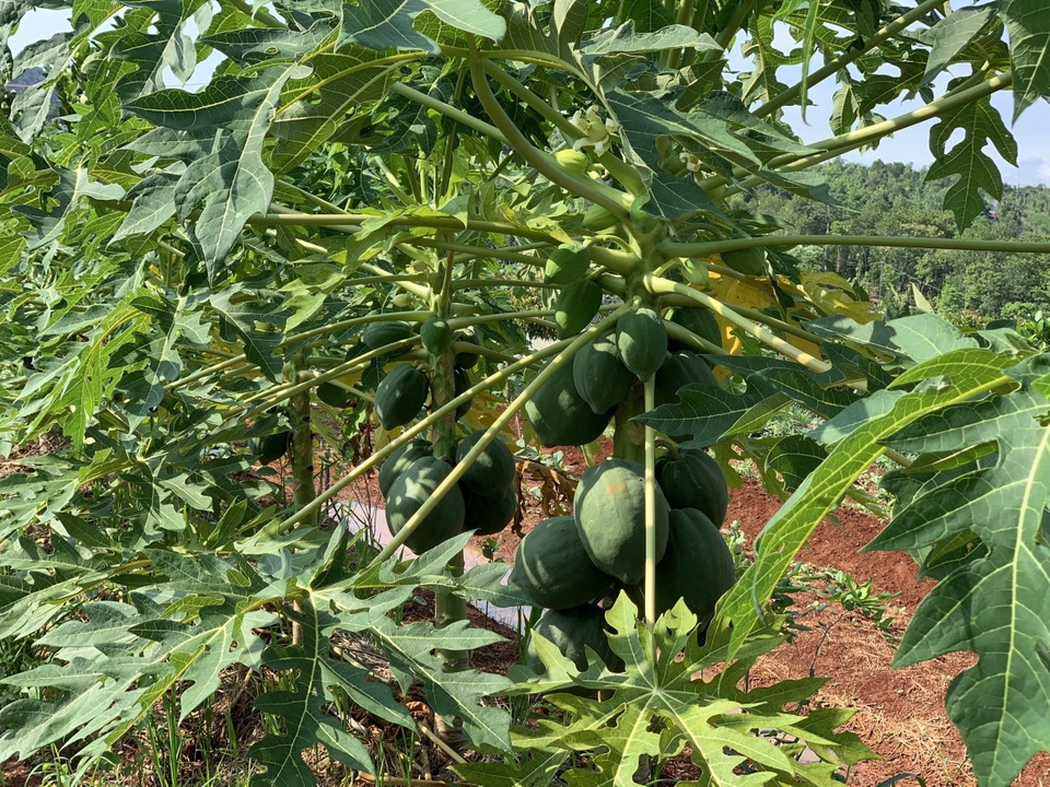 Chi tiền tỷ mua mảnh đất ngoại ô, vợ chồng ở Sài Gòn “trồng hoa, nuôi gà” - 14 Chi tiền tỷ mua mảnh đất ngoại ô, vợ chồng ở Sài Gòn “trồng hoa, nuôi gà” - 14