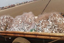 Ngư dân Thanh Hóa kiếm tiền triệu nhờ "lộc biển"