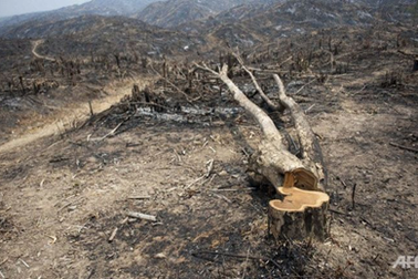 Myanmar bắt 155 người Trung Quốc vì buôn gỗ lậu 