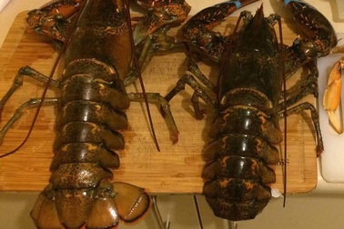 Bàn nhậu đại gia: Tôm hùm Canada 7kg, cá trắm đen Yên Bái 45kg