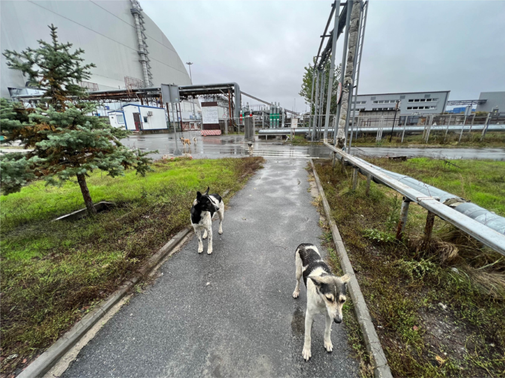 Bí ẩn về đàn chó hoang sinh sống sau thảm họa hạt nhân Chernobyl - 1