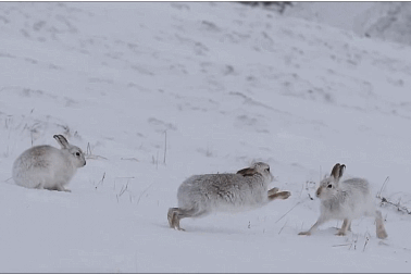 Xem thỏ rừng cái “hành hung” kẻ theo đuổi mình