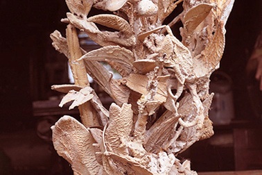 Lý giải cây hóa thạch "triệu đô" ở Thanh Hóa