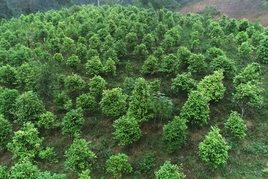 Tỷ phú nông dân trồng loài cây xanh ngắt nhưng ra thứ hoa quý bán đắt như giá vàng