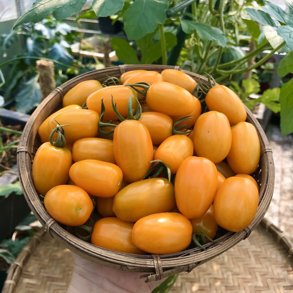 Kinh nghiệm trồng cà chua sai trĩu trên sân thượng của nữ gia chủ Đà Nẵng - 6 Kinh nghiệm trồng cà chua sai trĩu trên sân thượng của nữ gia chủ Đà Nẵng - 6