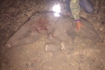 Voi con được mong đợi suốt 30 năm đã chết ngạt trong bụng mẹ