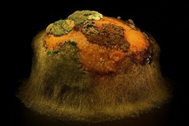 Khi thực phẩm mốc trở nên tuyệt đẹp dưới ống kính nhiếp ảnh gia