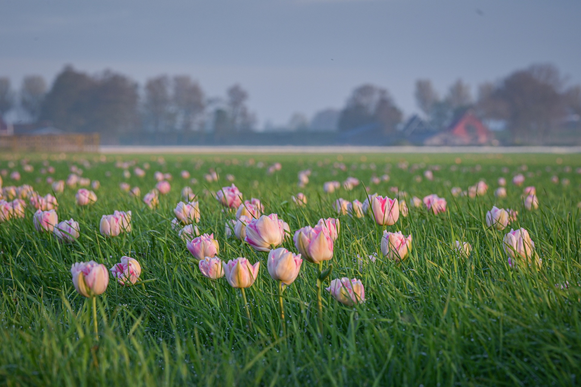 Mãn nhãn cánh đồng hoa tulip đẹp như cổ tích ở ngôi làng cổ 400 tuổi - 14 Mãn nhãn cánh đồng hoa tulip đẹp như cổ tích ở ngôi làng cổ 400 tuổi - 14