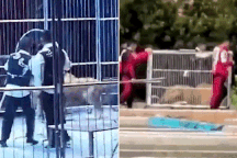 Sư tử sổng chuồng khi đang biểu diễn xiếc, lao thẳng vào khán giả