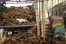 Thương lái ngoại tận thu, người dân tận diệt cây thuốc quý