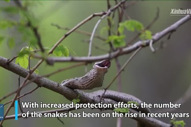 Khám phá đảo rắn ở Đại Liên, Liêu Ninh