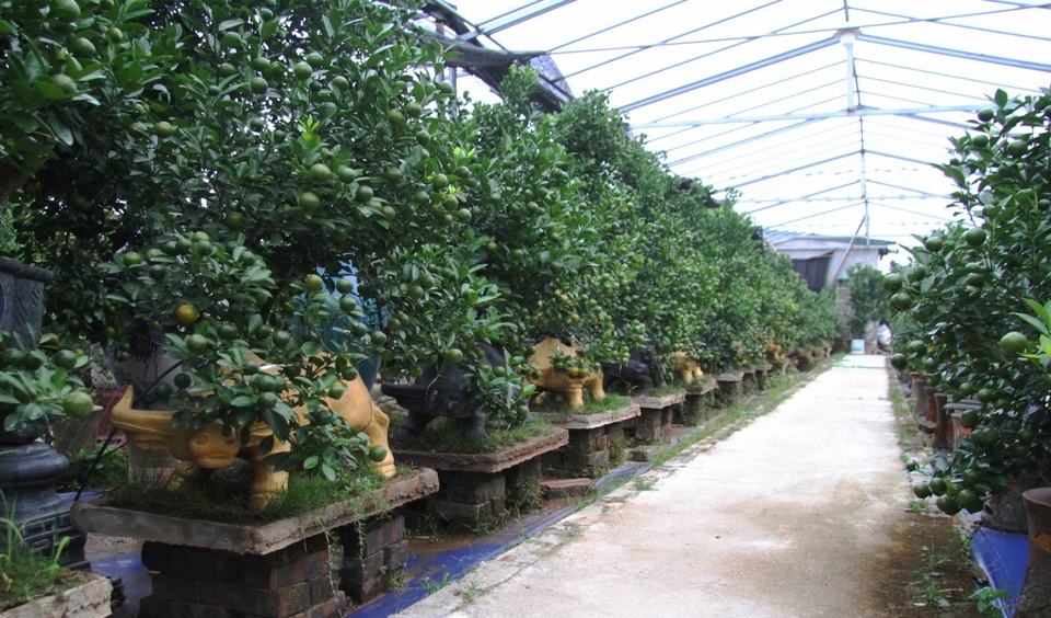 Trâu vàng thảnh thơi cõng quất cảnh giá bạc triệu dịp Tết Tân Sửu 2021 - 2