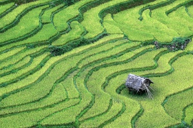 Thực vật tạo ra "hormone hạnh phúc" để đối phó với sự tấn công của côn trùng