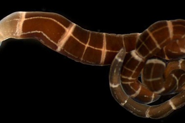 Loài giun kì lạ có khả năng tái sinh… não khi mất đầu