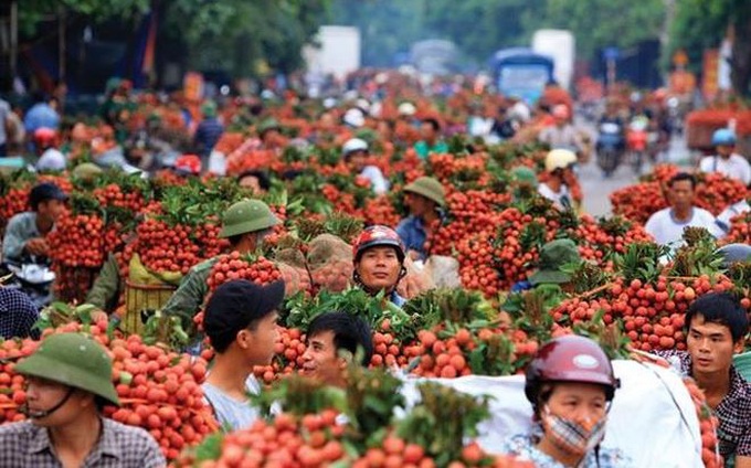 Vải thiều Thanh Hà chính thức bán trên sàn thương mại điện tử