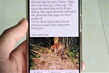 "Thông tin hổ xuất hiện ở Phú Thọ là không có cơ sở"
