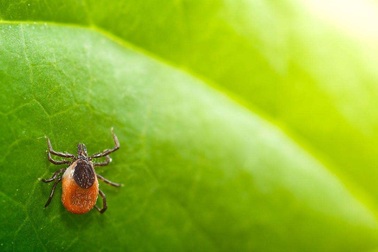 Trung Quốc: Phát hiện hàng chục người mắc bệnh mới do ve ký sinh