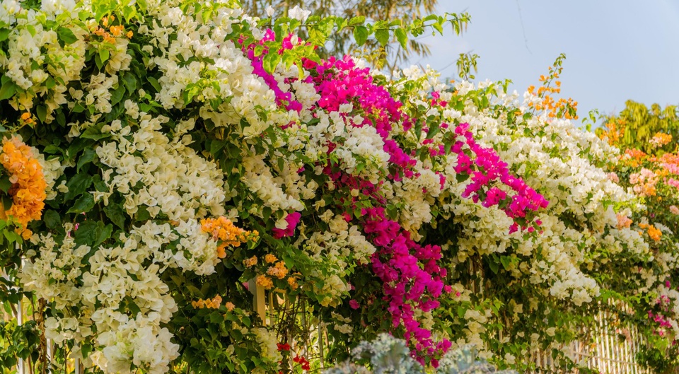 9X cất bằng kỹ sư, về quê làm vườn hoa rộng 2.000m2 ở Đắk Lắk - 9