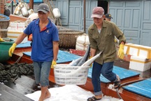 Đà Nẵng: Ngư dân được mùa cá thu sau bão