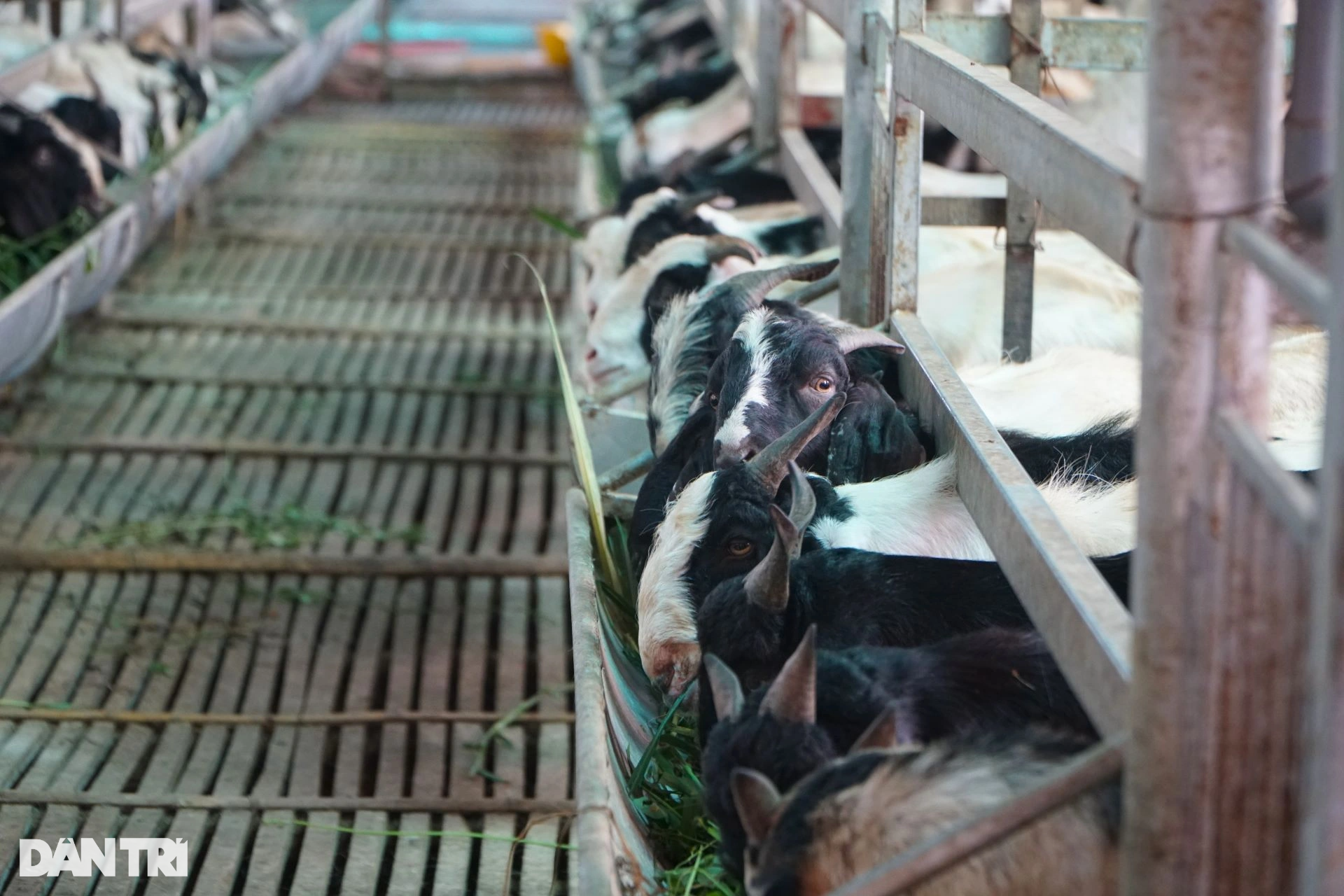 Cậu bé chăn vịt thành ông chủ trang trại thu hàng tỷ đồng mỗi năm - 4 Cậu bé chăn vịt thành ông chủ trang trại thu hàng tỷ đồng mỗi năm - 4
