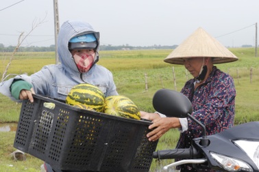 Được mùa dưa bở, người làm nghề phấn khởi vì thu nhập tăng