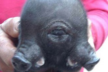 Lợn 2 mõm, 3 mắt