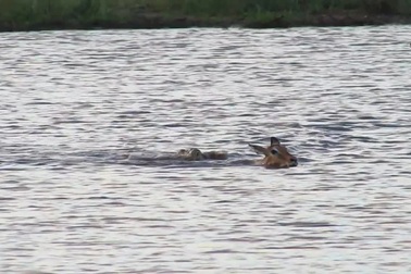 Cá sấu bơi siêu nhanh để đuổi kịp con mồi dưới nước