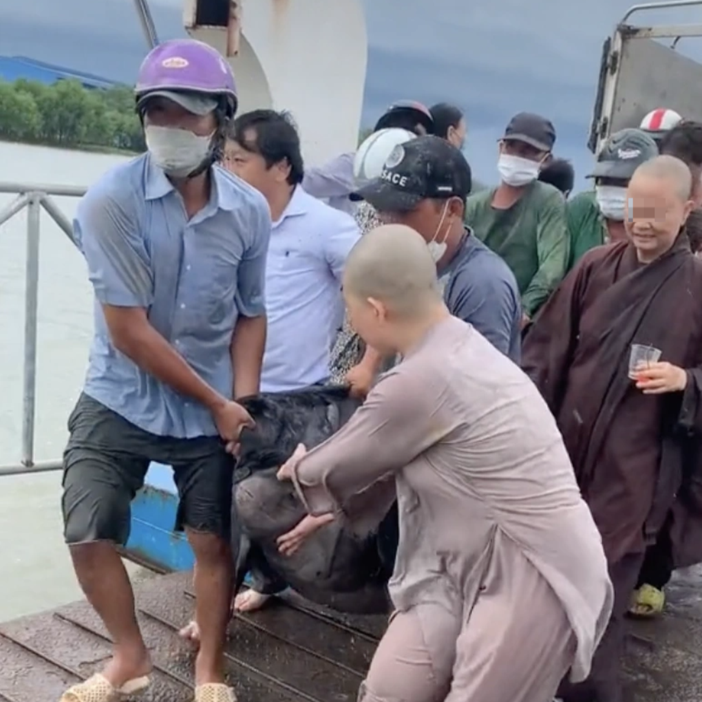 Tranh cãi vụ phóng sinh cá hải tượng long: Chuyên gia nói gì? - 2 Tranh cãi vụ phóng sinh cá hải tượng long: Chuyên gia nói gì? - 2