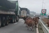 Đàn bò nghênh ngang đi lại trên cao tốc Vạn Ninh - Cam Lộ