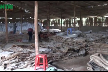 Hà Nội: Đột nhập lò chế biến da trâu bò, mỡ bẩn