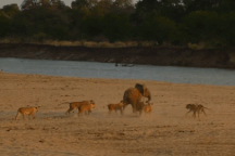 Đụng độ đàn sư tử hung dữ, voi con thắng không tưởng